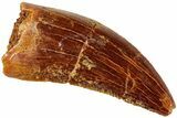Serrated, Raptor Tooth - Real Dinosaur Tooth #234889-1